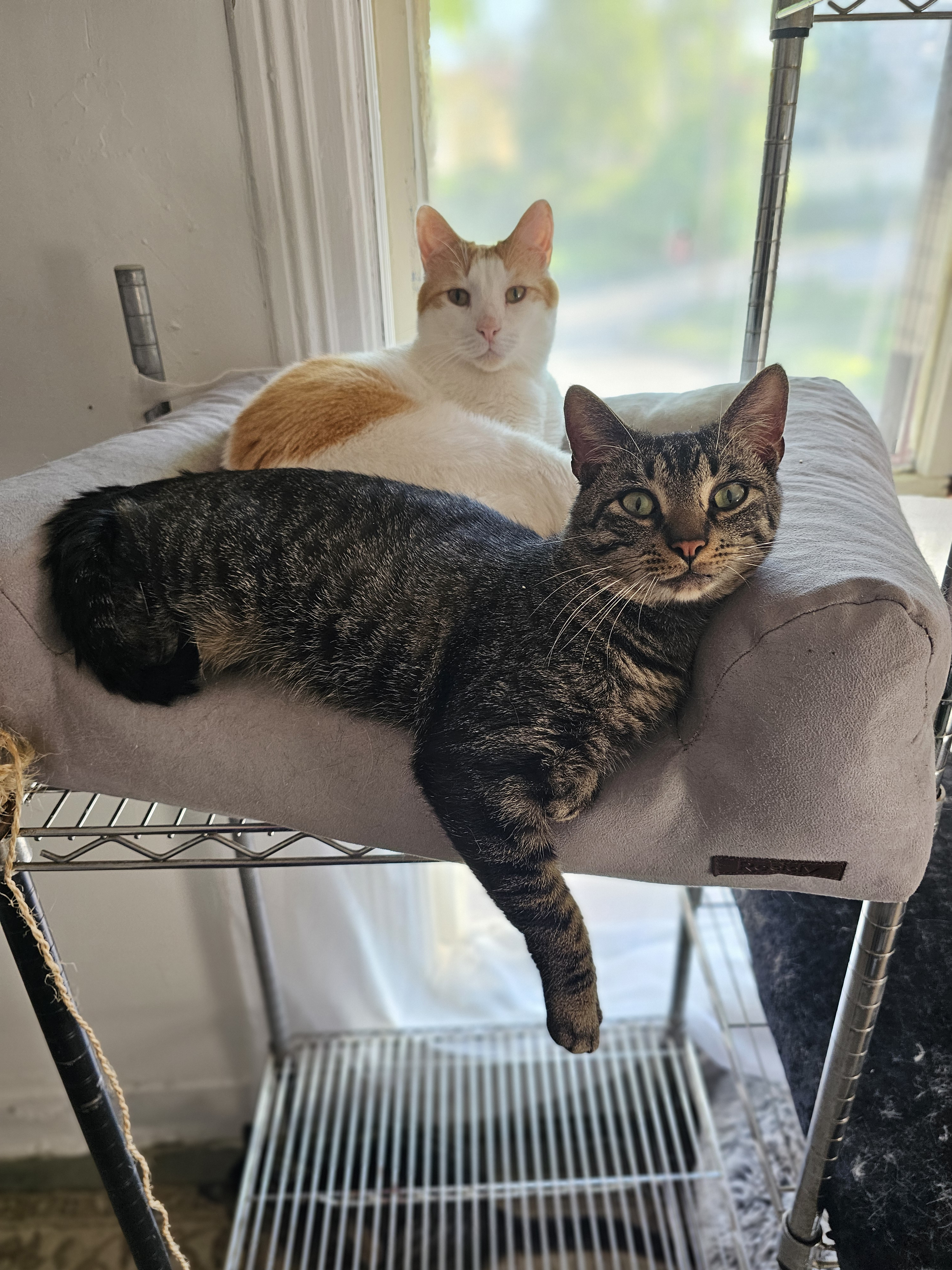 ace hearts photography cat nyc